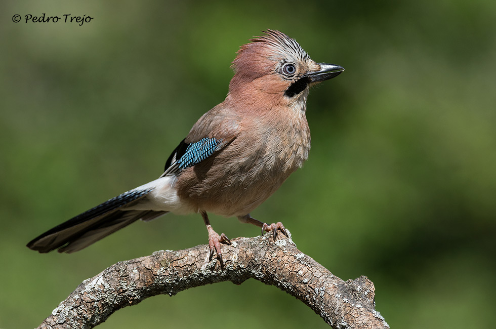 Arrendajo (Garrulus glandarius)